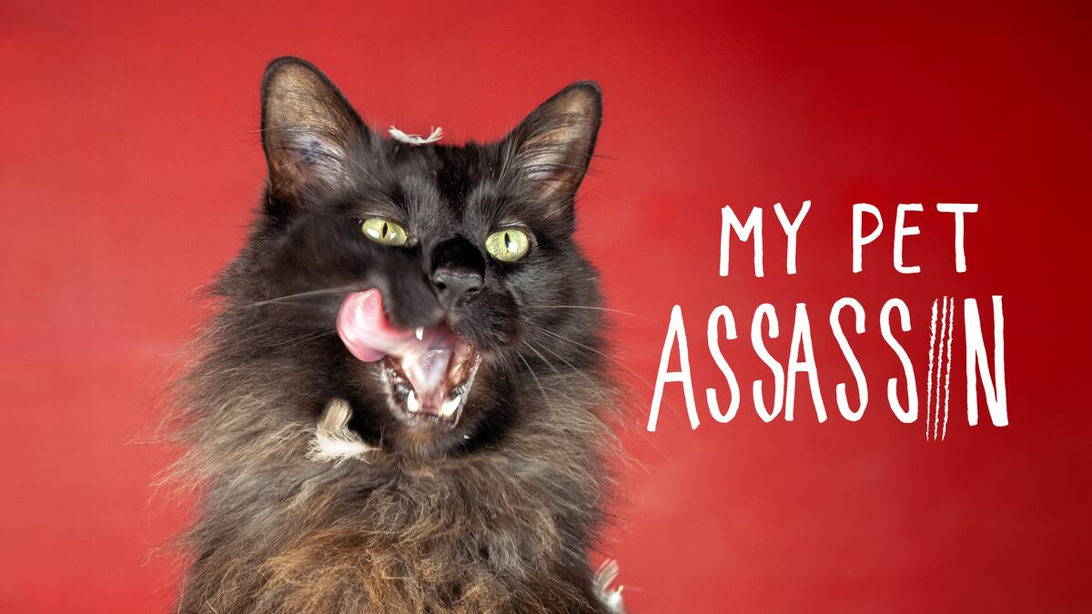 Dont Sleep On This The Assassin Tv Review A Hidden Gem - 0vr96t6
